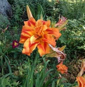 Meet your Posher, Minerva